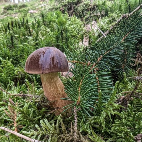 Pilztour, © Sandra Noßmann