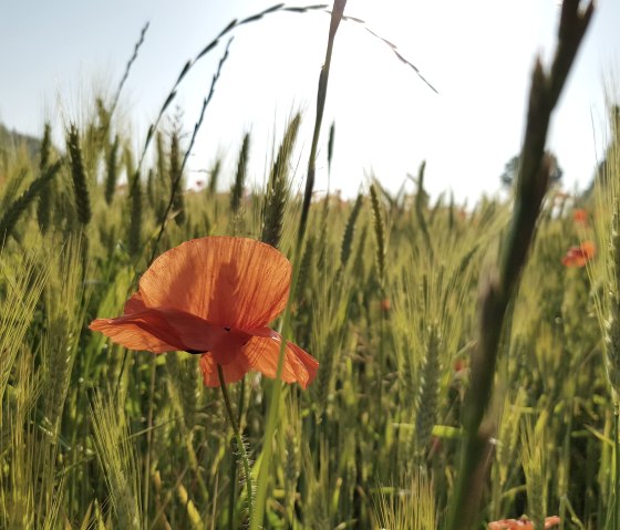 Blumenwiese