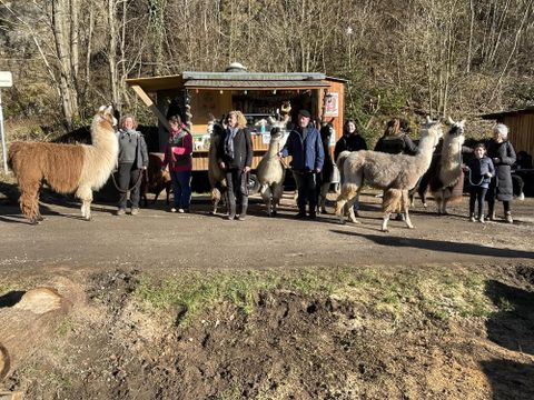 Eine Gruppe von Menschen spaziert mit Alpakas auf einer grünen Wiese. Im Hintergrund sind Bäume und Hügel zu sehen.