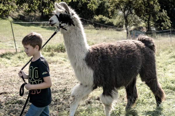Un anniversaire inoubliable pour les enfants avec des lamas : guider les lamas dans le pâturage