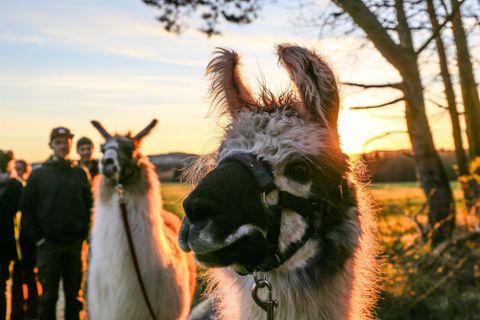 Eine Gruppe von Menschen spaziert mit Alpakas auf einer grünen Wiese. Im Hintergrund sind Bäume und Hügel zu sehen.