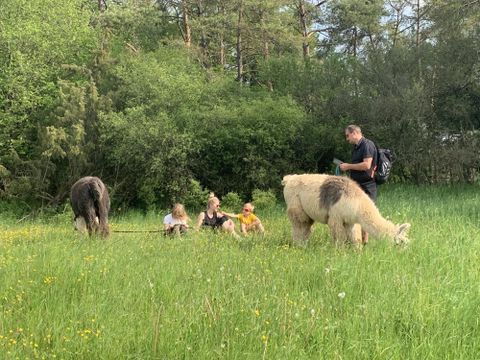 Eine Gruppe von Menschen entspannt auf einer Wiese, während sie zwei Lamas füttern. Die Umgebung ist grün und von Bäumen umgeben.