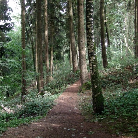 Tettenbusch Prüm 1, © Tourist-Information Prümer Land, Sebastian Wiesen