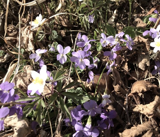 IMG_7669-Sch&ouml;necker Schweiz,Buschwindr&ouml;schen,Veilchen (3), &copy; Eifel Tourismus GmbH