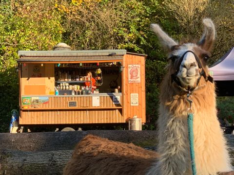 Ein Lama steht im Vordergrund, während ein auffälliger Verkaufsstand im Hintergrund sichtbar ist. Die Umgebung ist grün und sonnig, was eine freundliche Atmosphäre schafft.