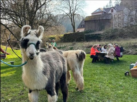 Eine Gruppe von Menschen spaziert mit Alpakas auf einer grünen Wiese. Im Hintergrund sind Bäume und Hügel zu sehen.