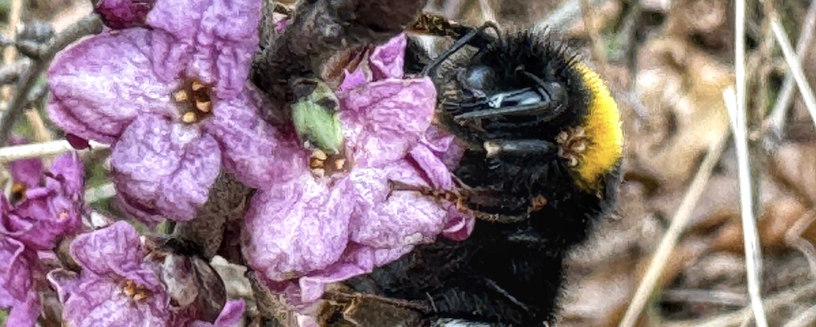 Hummel, &copy; eifelnomaden, J. Baums