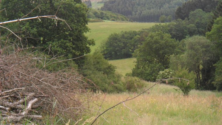 Eine grüne Landschaft mit Bäumen und niedriger Vegetation. Im Hintergrund sind Hügel und Windräder sichtbar.