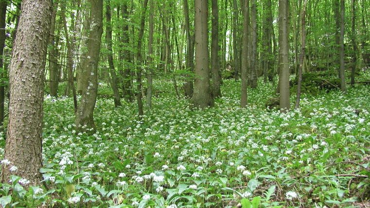 Ein schöner Wald mit hohen Bäumen und einem Boden voller weißer Blumen. Das Licht ist grün und lebendig.