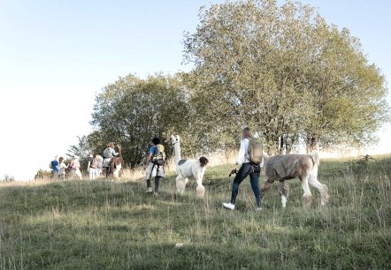 Lamawanderung Sch&ouml;necker Schweiz, &copy; Eifelnomaden Hersdorf, Foto Wilhelmine J&ouml;rissen