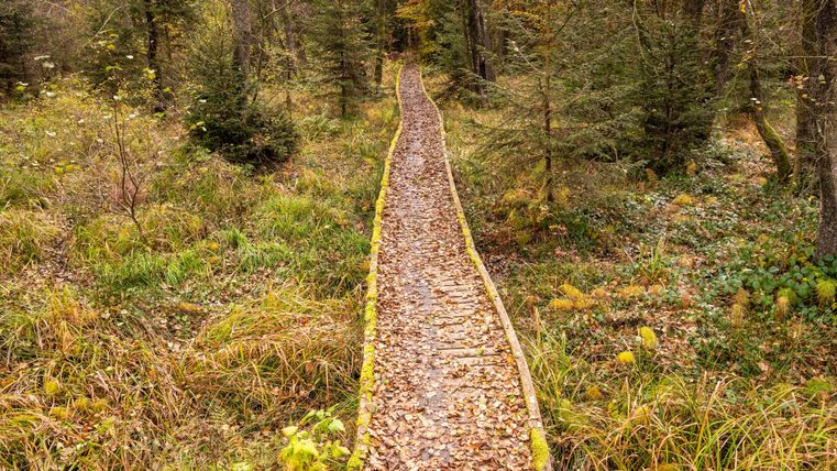 Un sentier en bois étroit traverse une forêt automnale. Partout, des feuilles colorées et de l'herbe verte sont étendues.