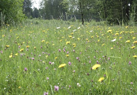 Waldblumenwiese in der Schneifel, © Tourist-Information Prümer Land, G. Sternitzke