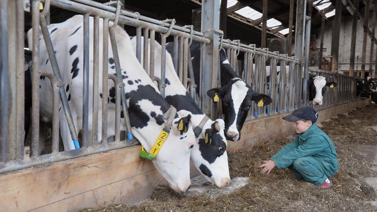 Ein Junge sitzt im Stall und füttert Kühe. Die Kühe schauen neugierig zu ihm herüber.