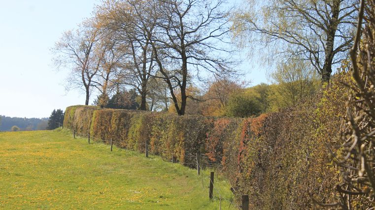 Une prairie verte avec une longue haie et quelques arbres à l'arrière-plan. Le ciel est clair et bleu, ce qui crée une atmosphère paisible.