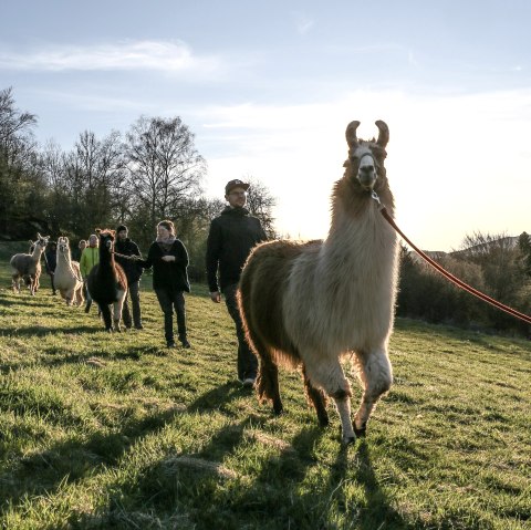 Lamawanderung (2), &copy; eifelnomaden, J. Baums