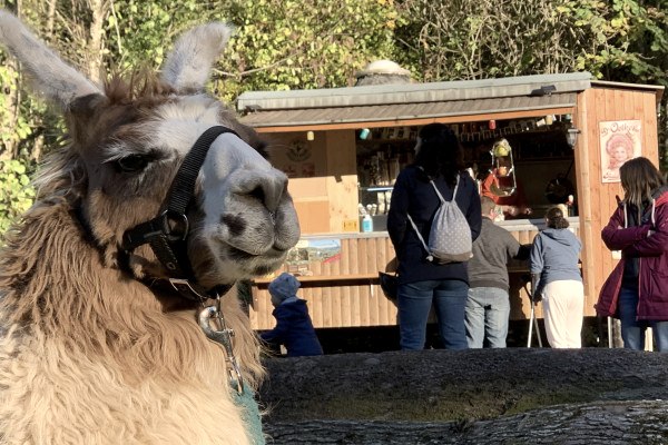 Llama hike gourmet tour
