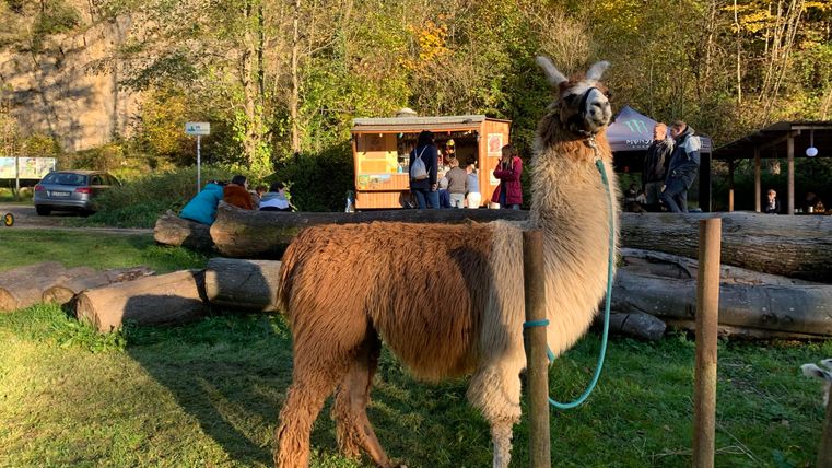 Ein Lama steht auf einer Wiese mit Bäumen im Hintergrund. Im Hintergrund sind Menschen und ein Verkaufsstand zu sehen.