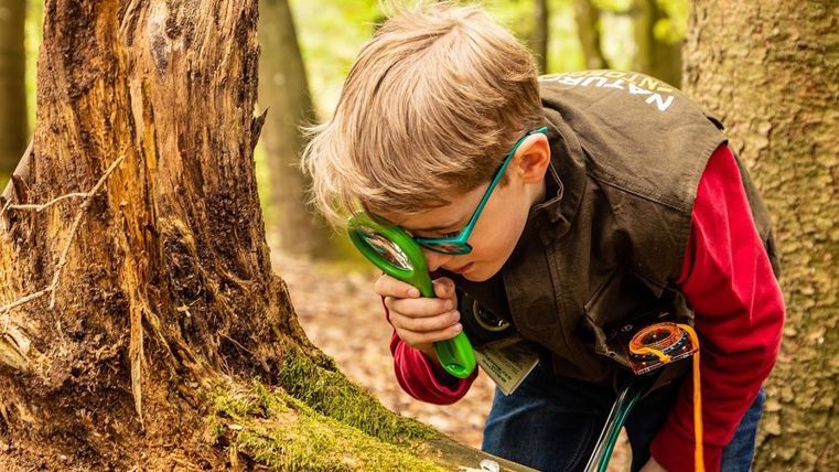 Ein neugieriger Junge untersucht mit einer Lupe einen Baumstumpf im Wald. Um ihn herum sind grüne Bäume und die Natur ist lebendig.