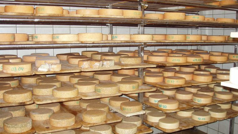 Eine Käselagerung mit mehreren Regalen, die zahlreiche Käselaibe in verschiedenen Größen zeigt. Die Käselaibe sind ordentlich aufgereiht und haben Etiketten für die Identifizierung.