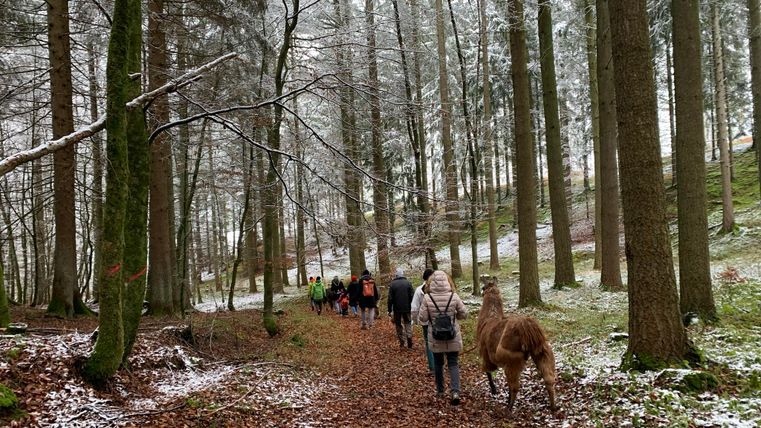 Ein Lama steht auf einer Wiese neben einem Holzstapel. Im Hintergrund sind Menschen und ein Verkaufsstand zu sehen.