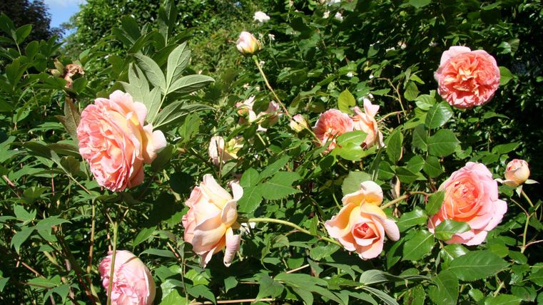 Eine Gruppe von rosa Rosen blüht prächtig in einem grünen Garten. Die Blüten sind vielfältig in Form und Farbe.