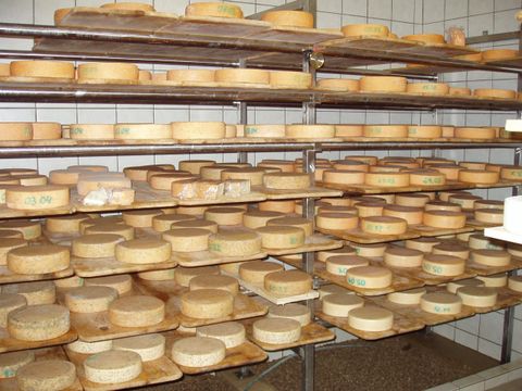 Eine Käselagerung mit mehreren Regalen, die zahlreiche Käselaibe in verschiedenen Größen zeigt. Die Käselaibe sind ordentlich aufgereiht und haben Etiketten für die Identifizierung.