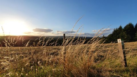 A wide meadow landscape with tall grasses and a clear blue sky. The sun is setting in the background and casts warm light on the scene.