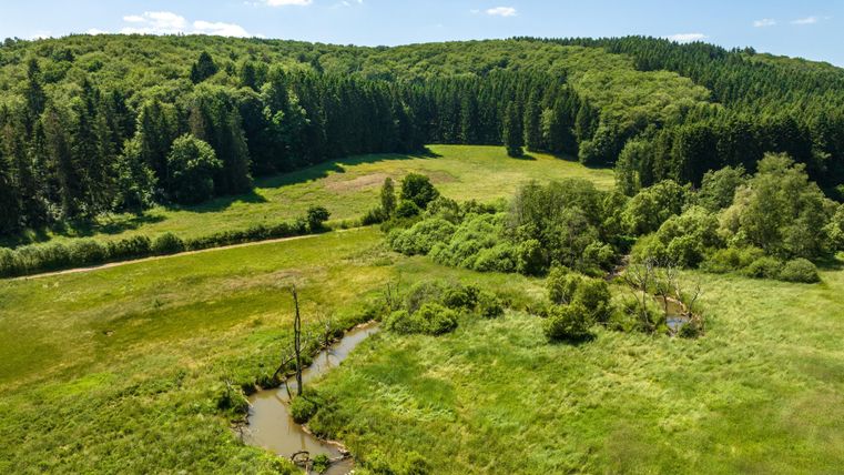 Eine grüne Wiesenlandschaft mit einem kleinen Fluss und vielen Bäumen im Hintergrund. Der Himmel ist klar und die Natur wirkt friedlich.
