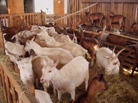 Eine Gruppe von Ziegen in einem Stall mit Holzpaneelen. Es gibt sowohl weiße als auch braune Ziegen, die auf Stroh stehen.