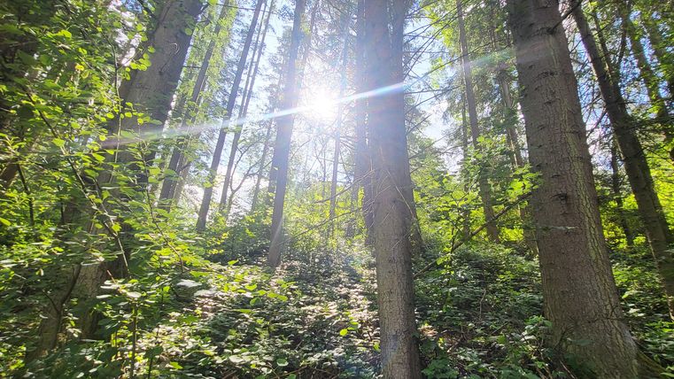 A sunny forest with tall trees and lush greenery. The light shines through the treetops, creating a peaceful atmosphere.