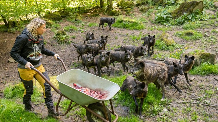 Eine Frau mit Schubkarre voller Fleisch füttert eine Gruppe von Wölfen im Wald.