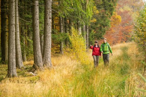 Un beau chemin forestier avec de grands arbres et des feuilles colorées. Deux personnes se promènent tranquillement côte à côte.