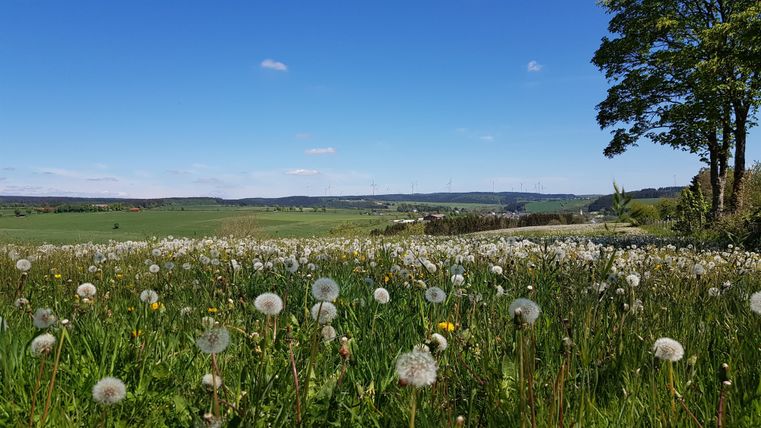Eine blühende Wiese mit vielen Löwenzahnblüten und einem klaren blauen Himmel. Im Hintergrund sind sanfte Hügel und Bäume zu sehen.