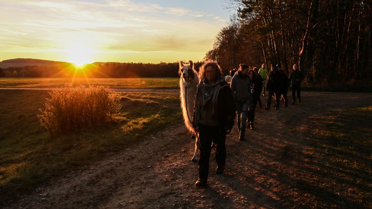 Ein Lama steht auf einer Wiese neben einem Holzstapel. Im Hintergrund sind Menschen und ein Verkaufsstand zu sehen.