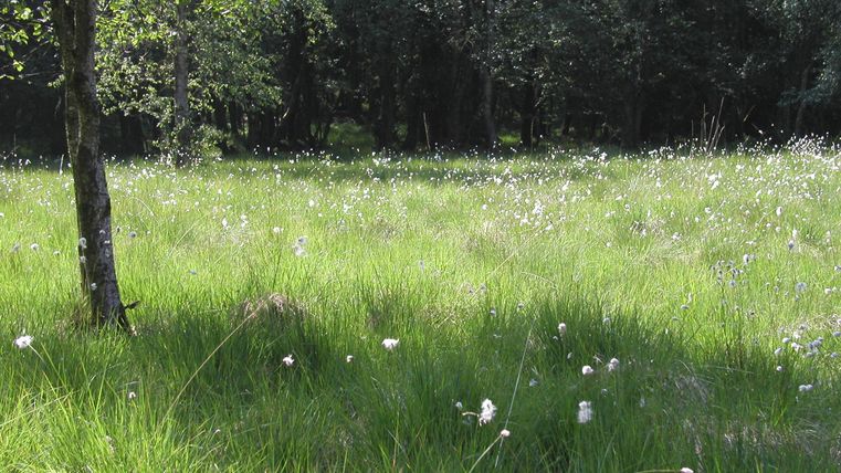 A green meadow with many white flowers and some trees at the edge. The background is wooded and conveys a calm, natural atmosphere.