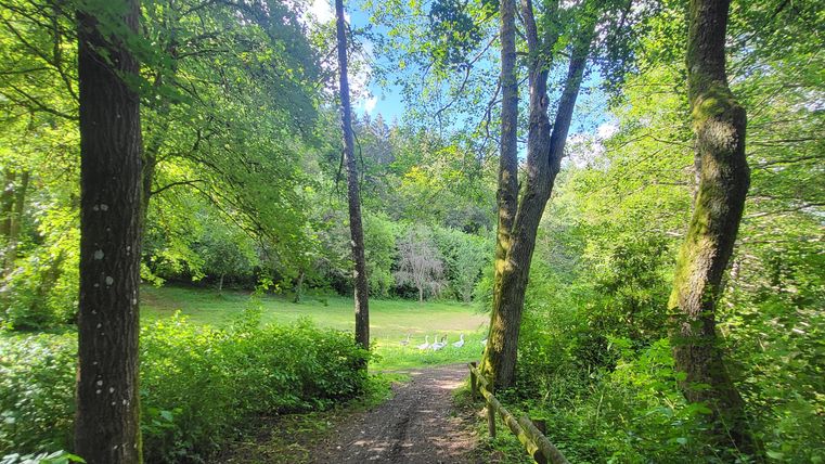 A beautiful forest path surrounded by tall trees. The light shines through the dense foliage, creating a peaceful atmosphere.