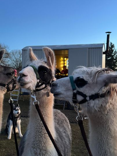 Ein Lama steht auf einer Wiese neben einem Holzstapel. Im Hintergrund sind Menschen und ein Verkaufsstand zu sehen.