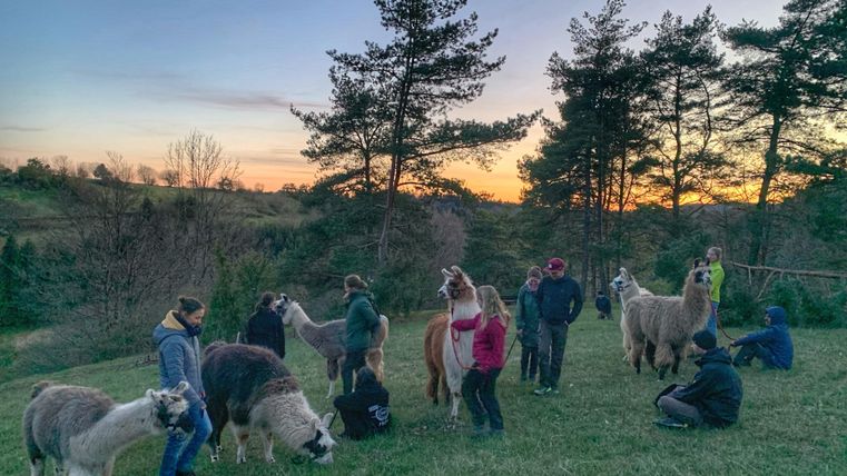 Eine Gruppe von Menschen interagiert mit Lamas auf einer Wiese bei Sonnenuntergang. Im Hintergrund sind Bäume und ein sanfter Hügel sichtbar.