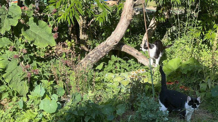 Zwei Katzen spielen in einem grünen Garten, umgeben von bunten Pflanzen und Sträuchern. Die Sonne scheint und schafft eine freundliche Atmosphäre.