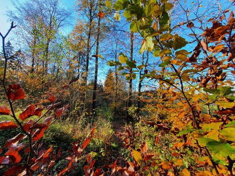 Ein Wald im Herbst mit buntem Laub in verschiedenen Farben. Der Himmel ist klar und strahlend blau.