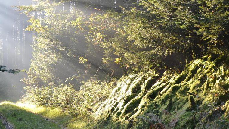 Ein ruhiger Waldweg mit sanften Lichtstrahlen, die durch die Bäume fallen. Die Umgebung ist mit üppigem Moos und grünem Pflanzenbewuchs bedeckt.