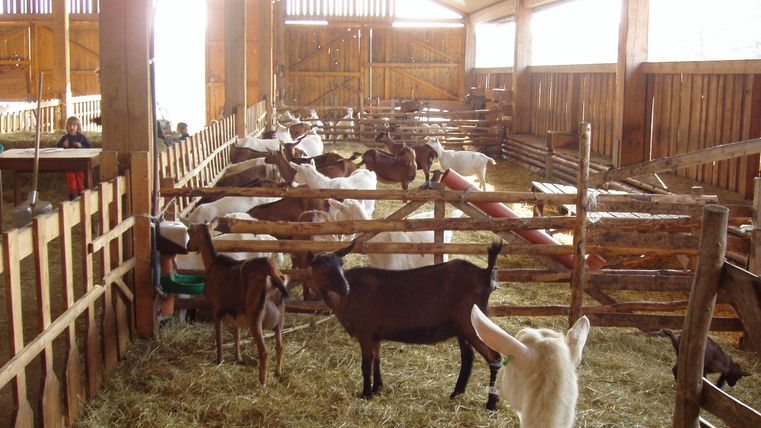 A stable view with several goats. They are standing on straw and are in a bright, open space with wooden paneling.