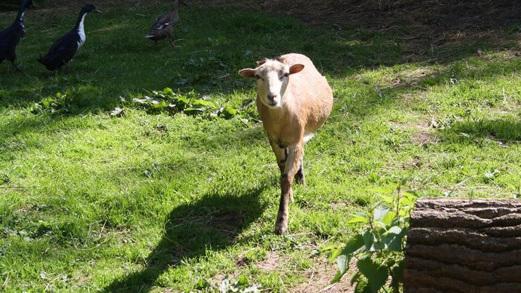 Ein Schaf läuft über eine grüne Wiese. Im Hintergrund sind einige Enten zu sehen.