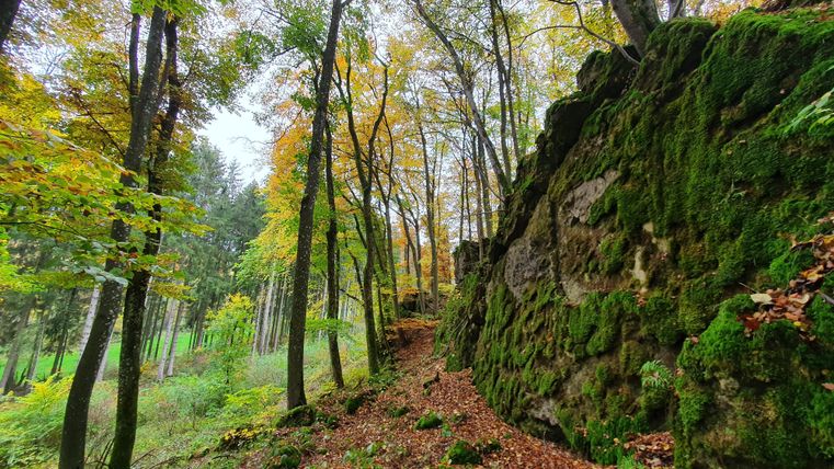 Ein malerischer Wald mit herbstlichen Farben und moosbedeckten Felsen. Die Bäume sind hoch und kräftig, während der Weg sanft durch die Landschaft führt.