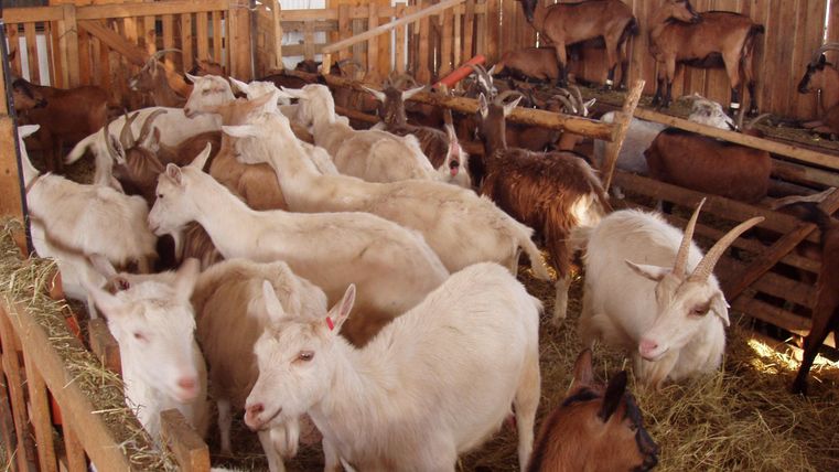 A group of goats is standing in a stable. The floor is covered with straw and some goats are on an elevated platform.