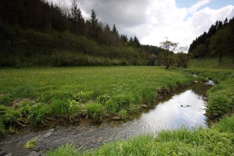 Ein ruhiger Fluss fließt durch eine grüne Wiese mit bunten Blumen. Im Hintergrund sind Bäume und bewölkter Himmel zu sehen.