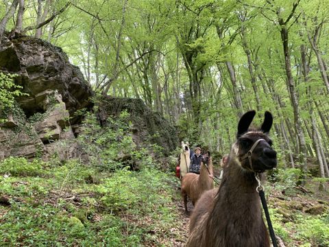 In einem grünen Wald führen Lamas einen Wanderweg entlang. Im Hintergrund ist ein Felsen sichtbar.