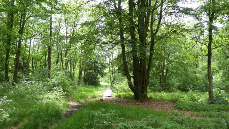 Ein ruhiger Waldweg umgeben von hohen Bäumen und üppigem Grün. Der Boden ist mit frischem Gras und unterem Bewuchs bedeckt.
