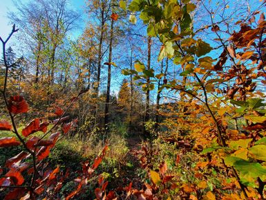 Ein Wald im Herbst mit buntem Laub in verschiedenen Farben. Der Himmel ist klar und strahlend blau.