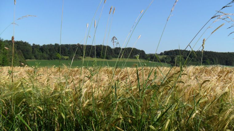 Un vaste champ avec des épis dorés et de l'herbe verte au premier plan. Le ciel est clair et bleu, tandis qu'à l'arrière-plan, des arbres sont visibles.